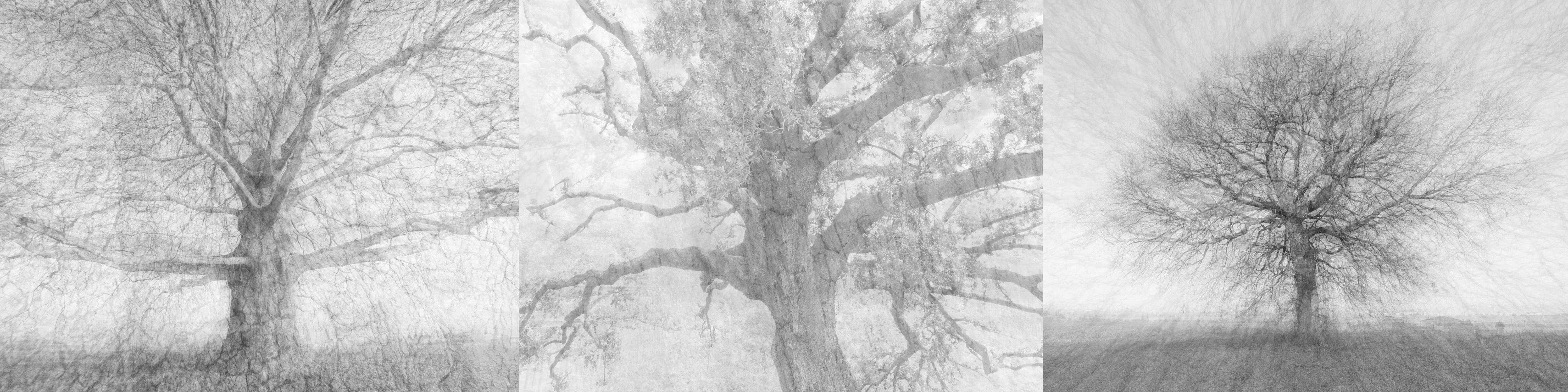 ABBRACCI. Il richiamo degli alberi