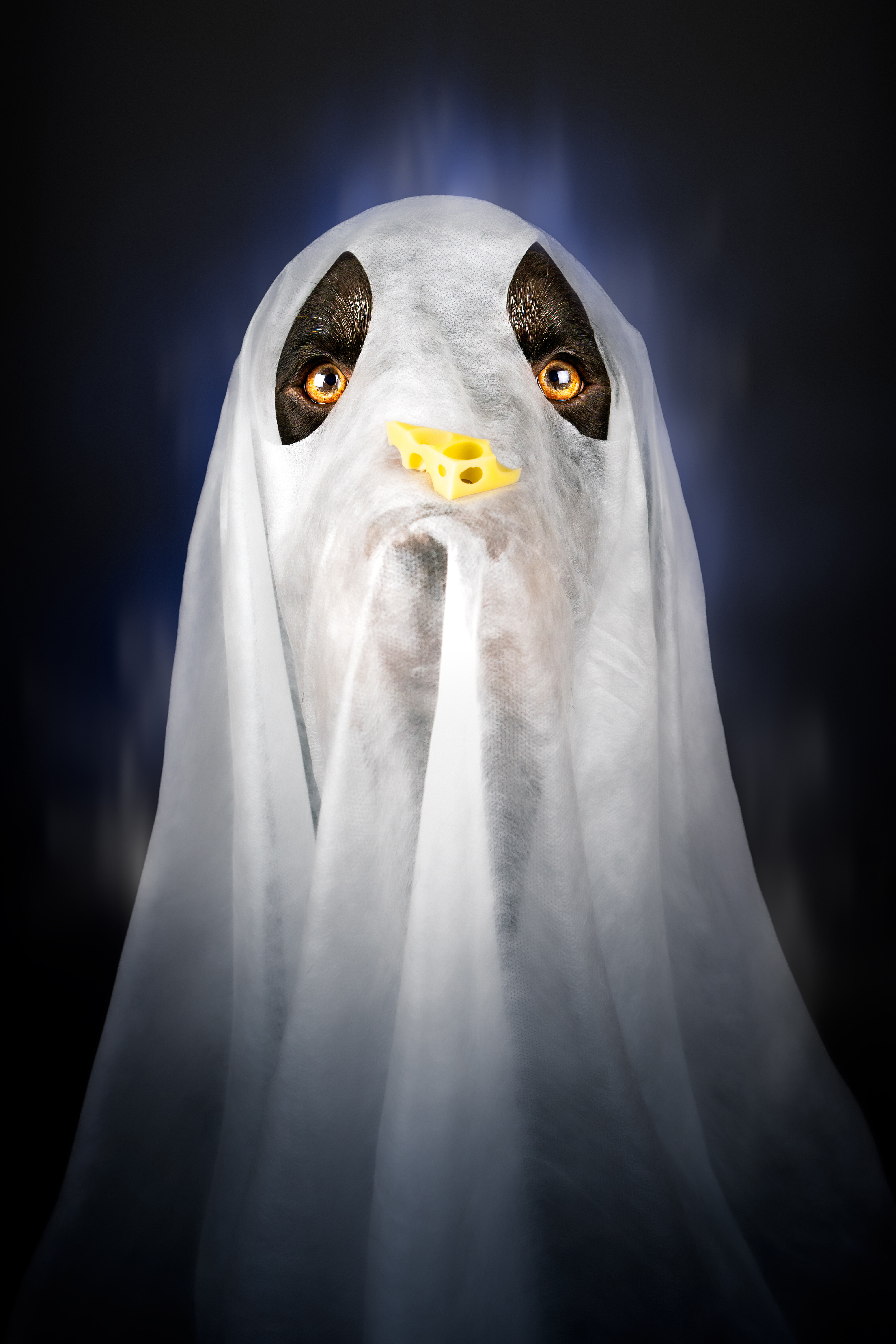 Dog Photography Creative Lab