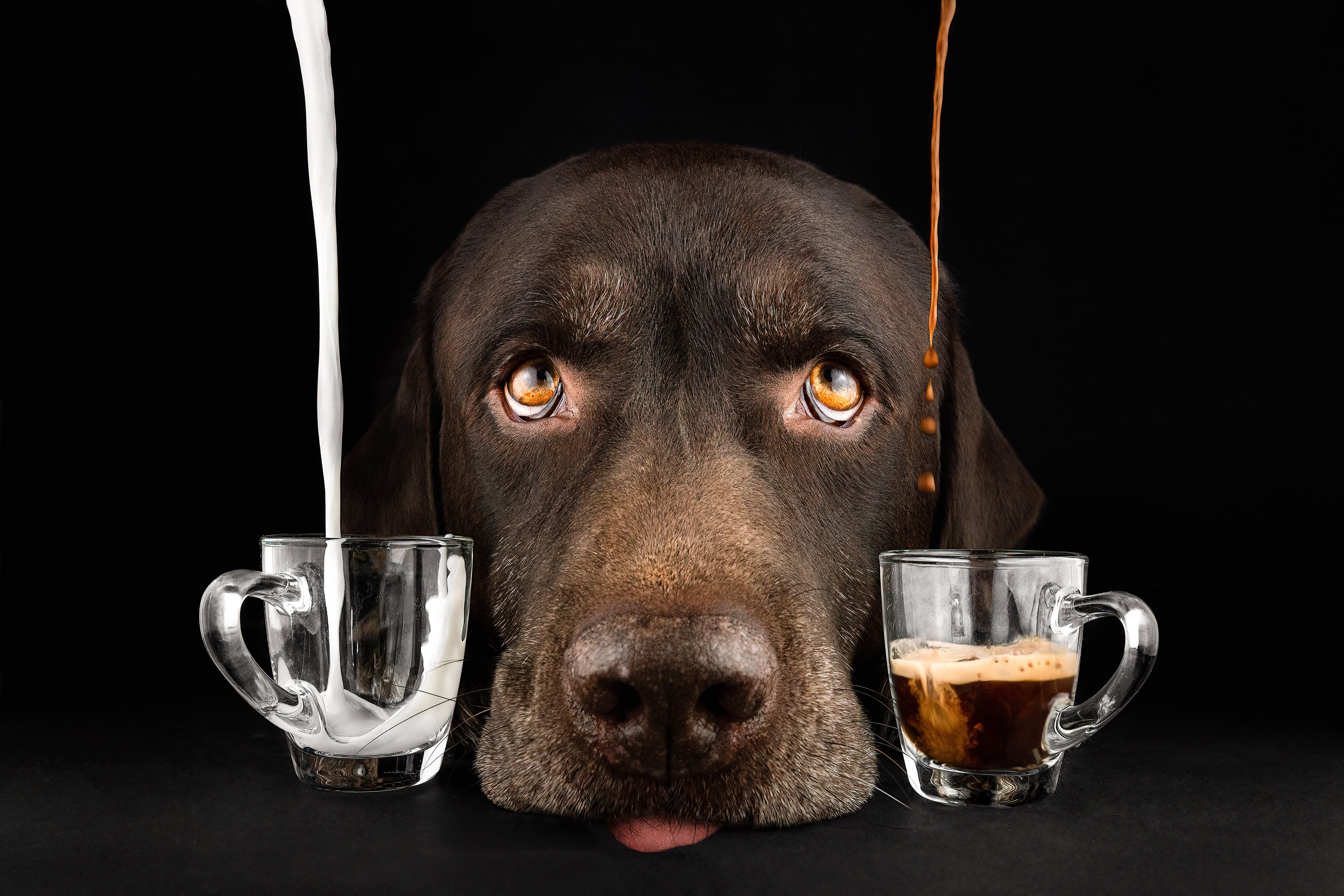 Dog Photography Creative Lab