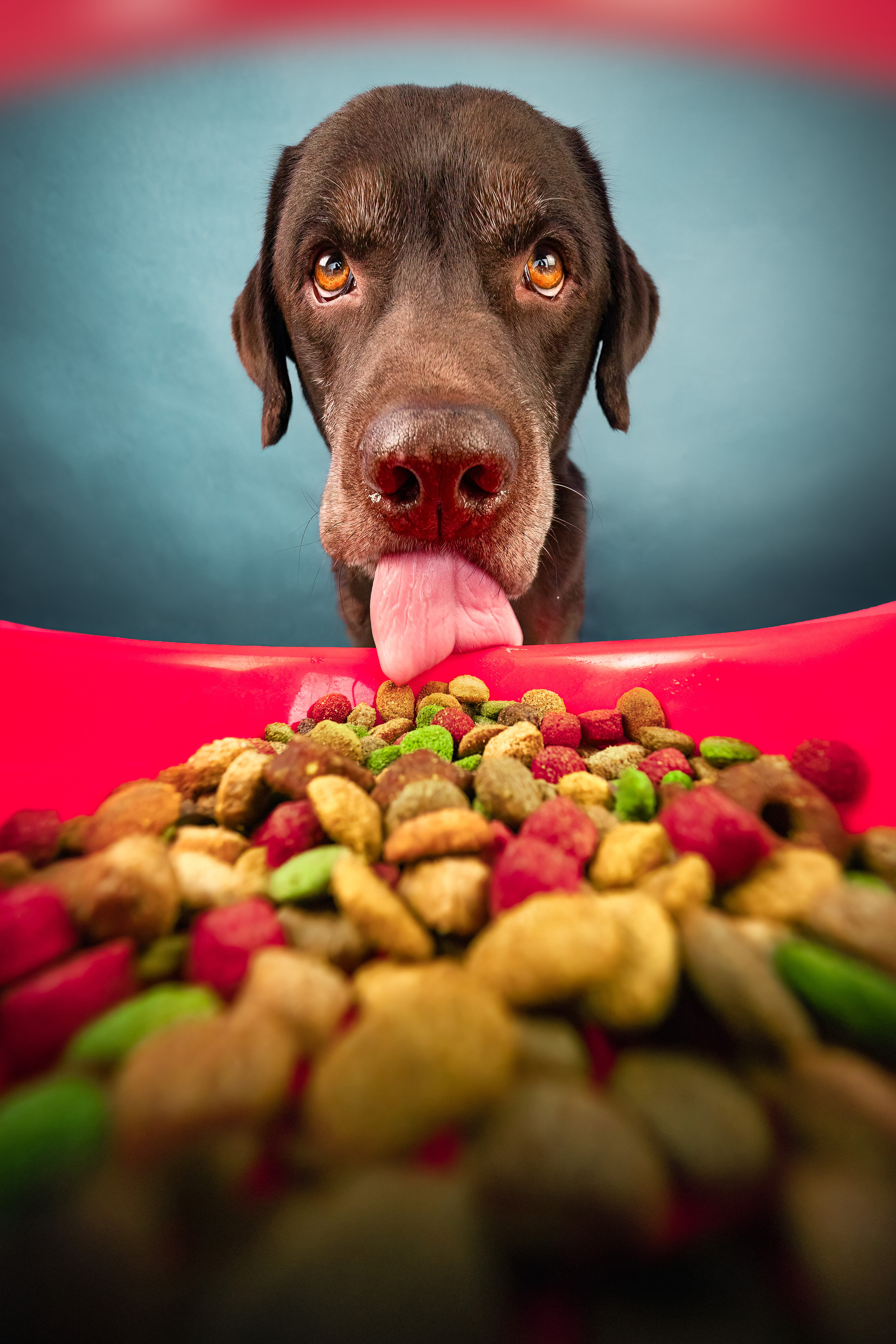 Dog Photography Creative Lab